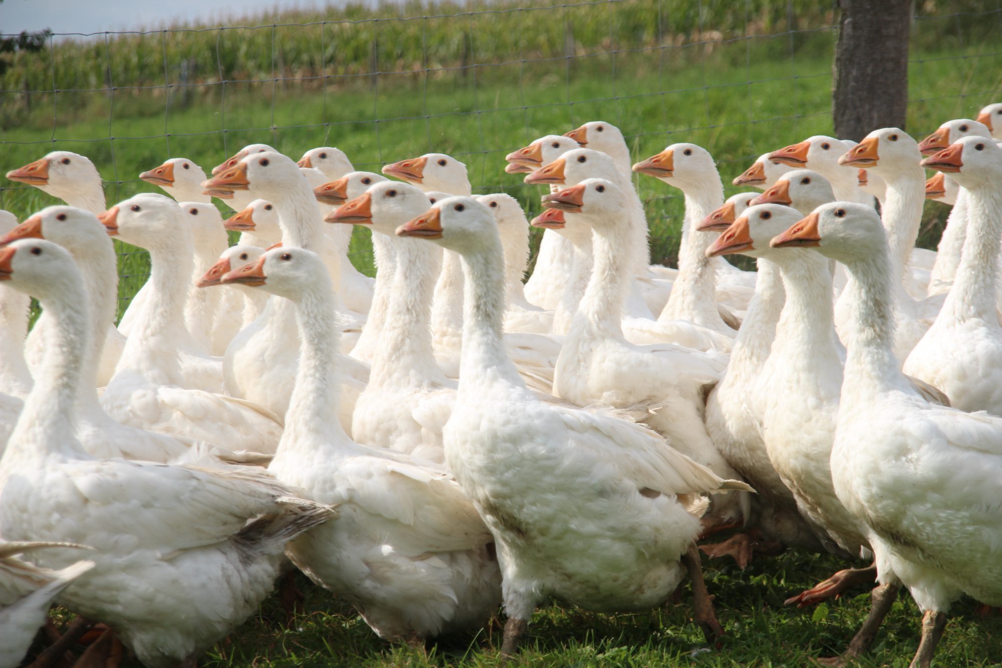 Gänse vom Geflügelhof Steffens