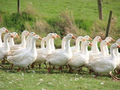 Gaense_Steffens_Gefluegelhof_Bergisch-Gladbach-Kuckelberg